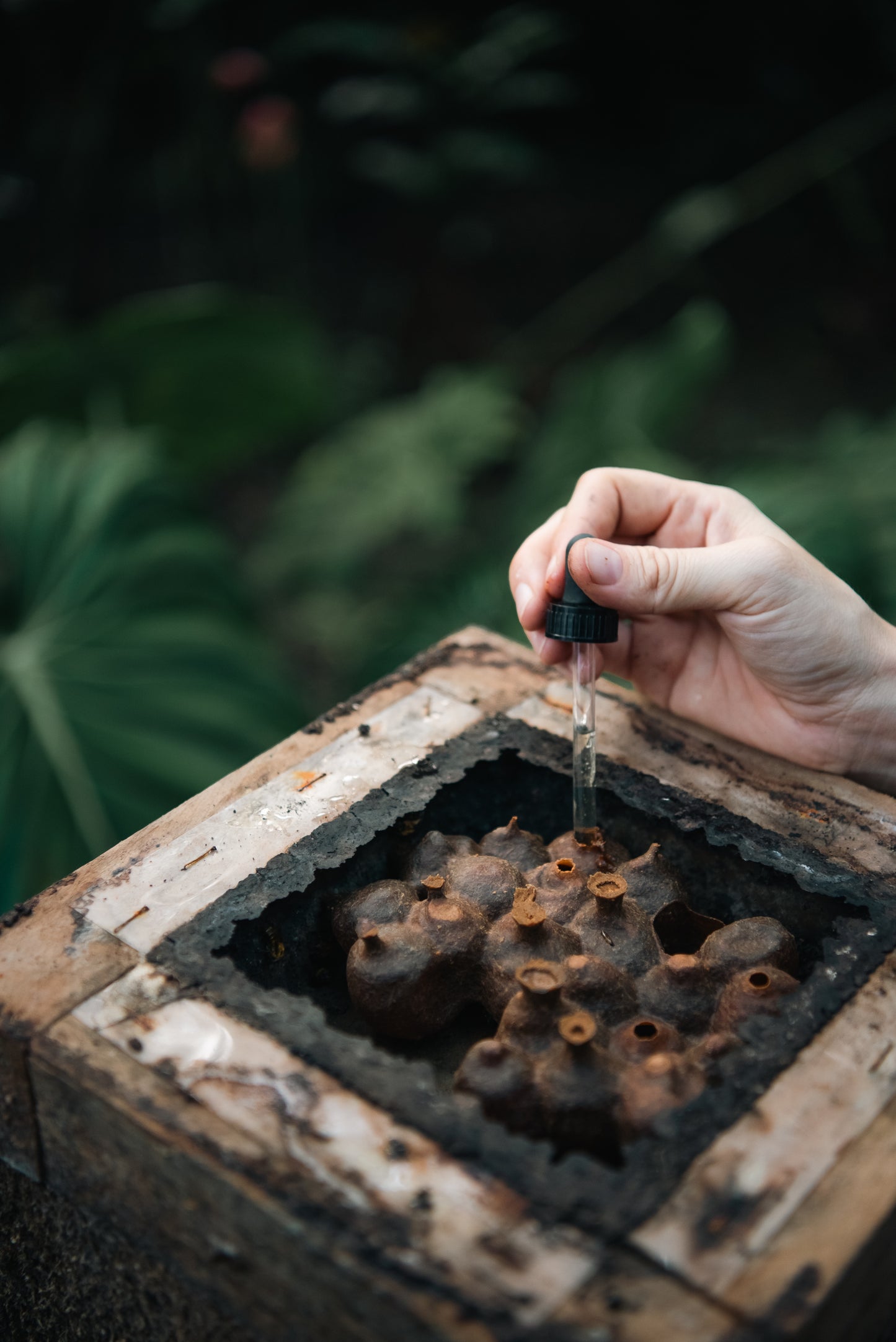 Angelita Stingless Bee Honey
