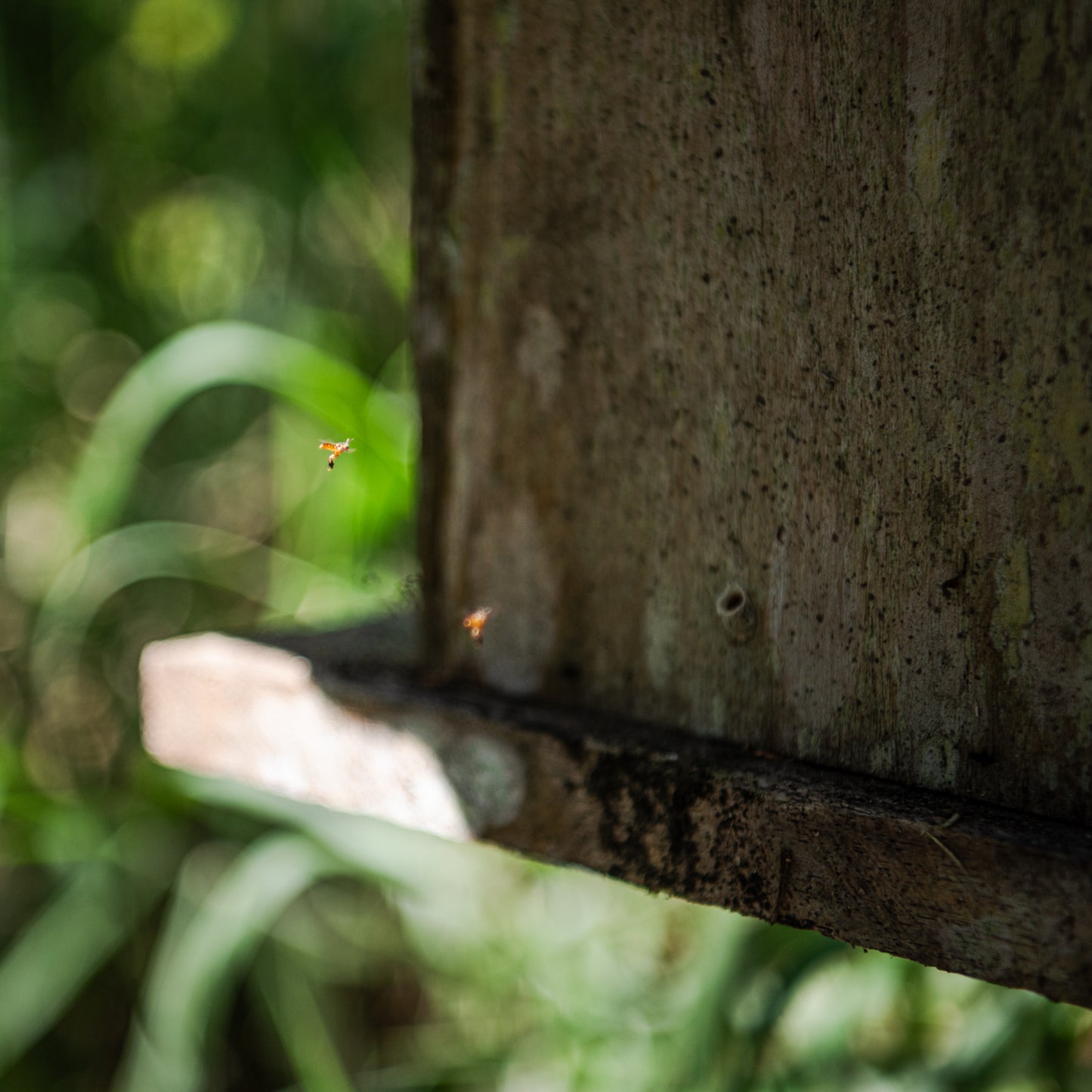 Angelita Stingless Bee Honey