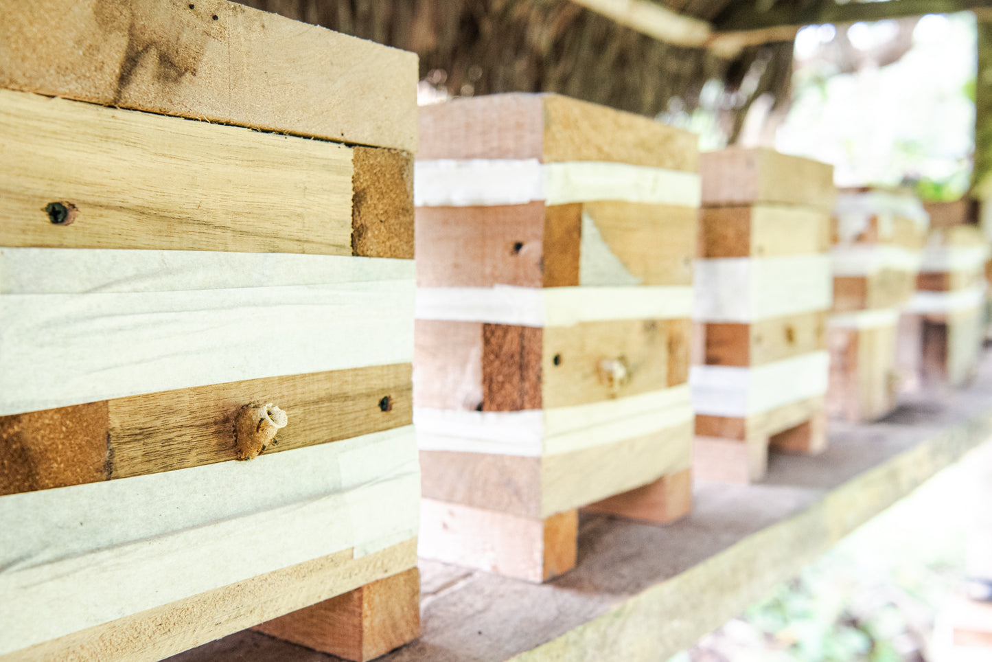 Angelita Stingless Bee Honey