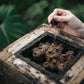 Extracting angelita honey from a hive by hand with a small dropper. 
