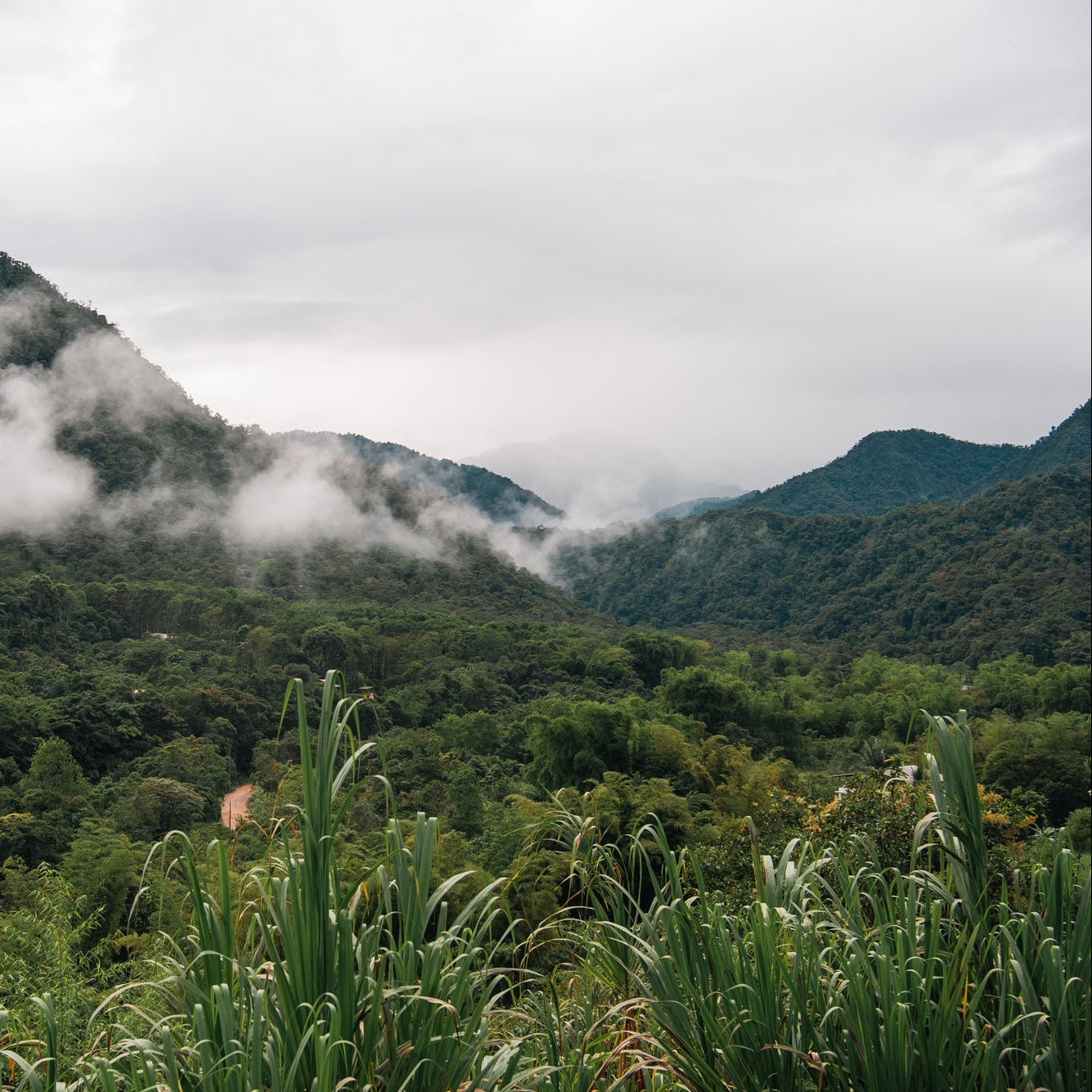 Amazonian Gold Ceremonial Cacao