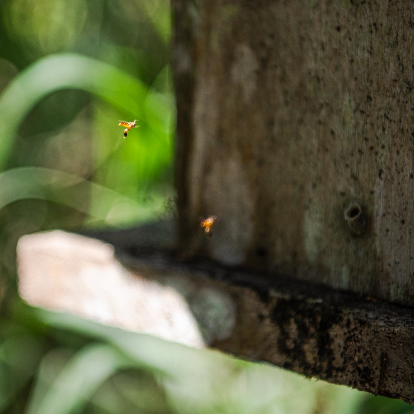 Two bees near a wooden surface with a blurred green background