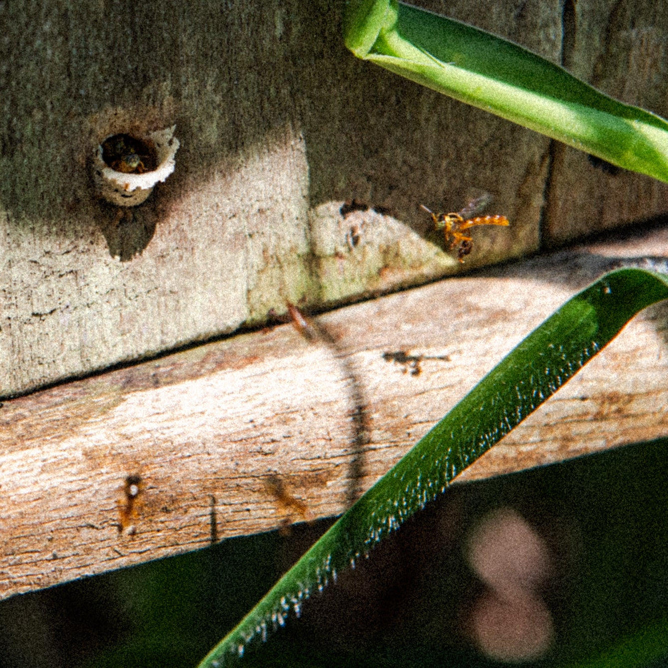 4mm long Angelita Bees flying into their hive in the Amazon Rainforest. 