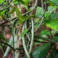 REMEMBRANCE: Amazon Expedition July 22