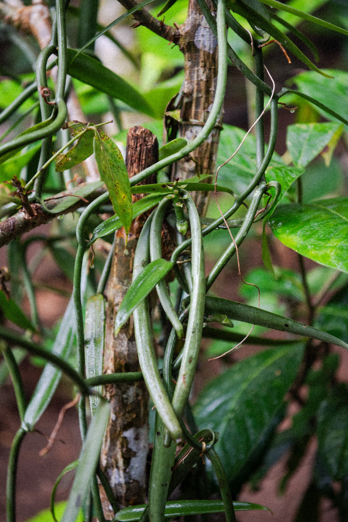 REMEMBRANCE: Amazon Expedition July 22