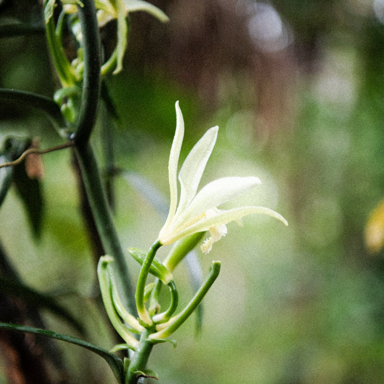 Amazonian Gold Ceremonial Cacao