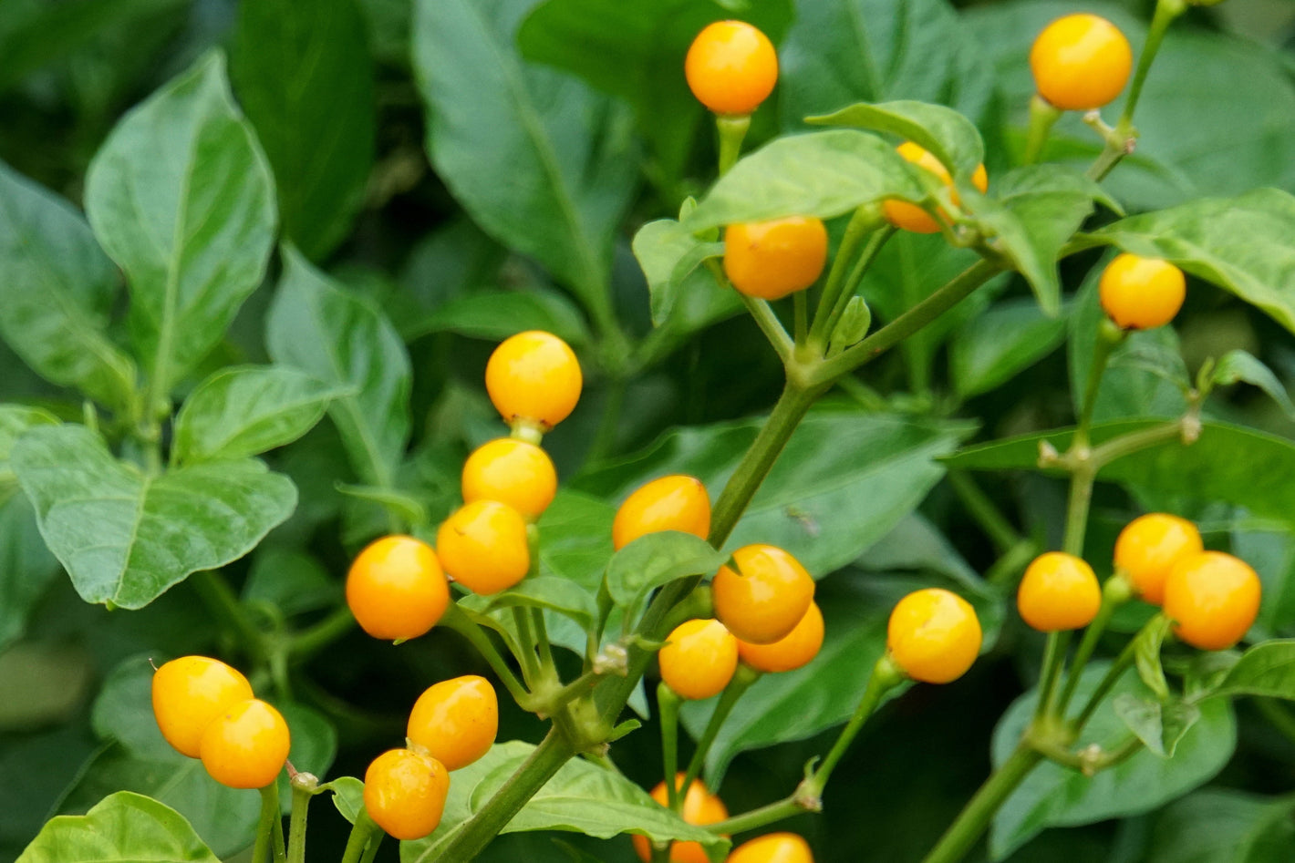Close-up of a plant with orange chilli peppers and green leaves