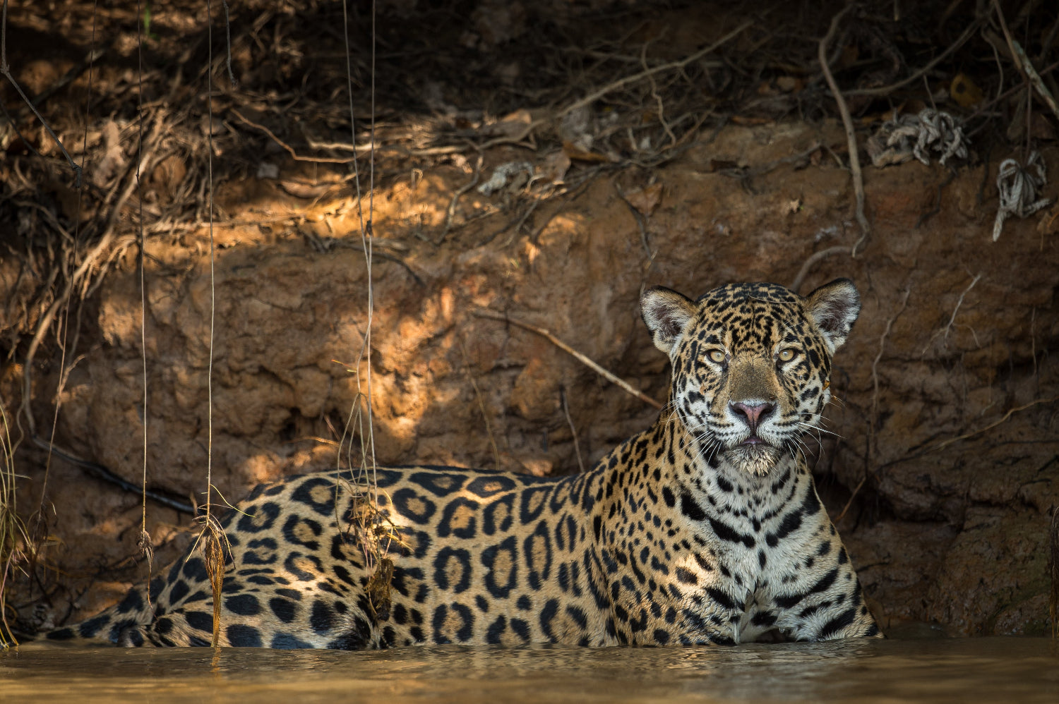 Jaguar cooling off in a muddy river