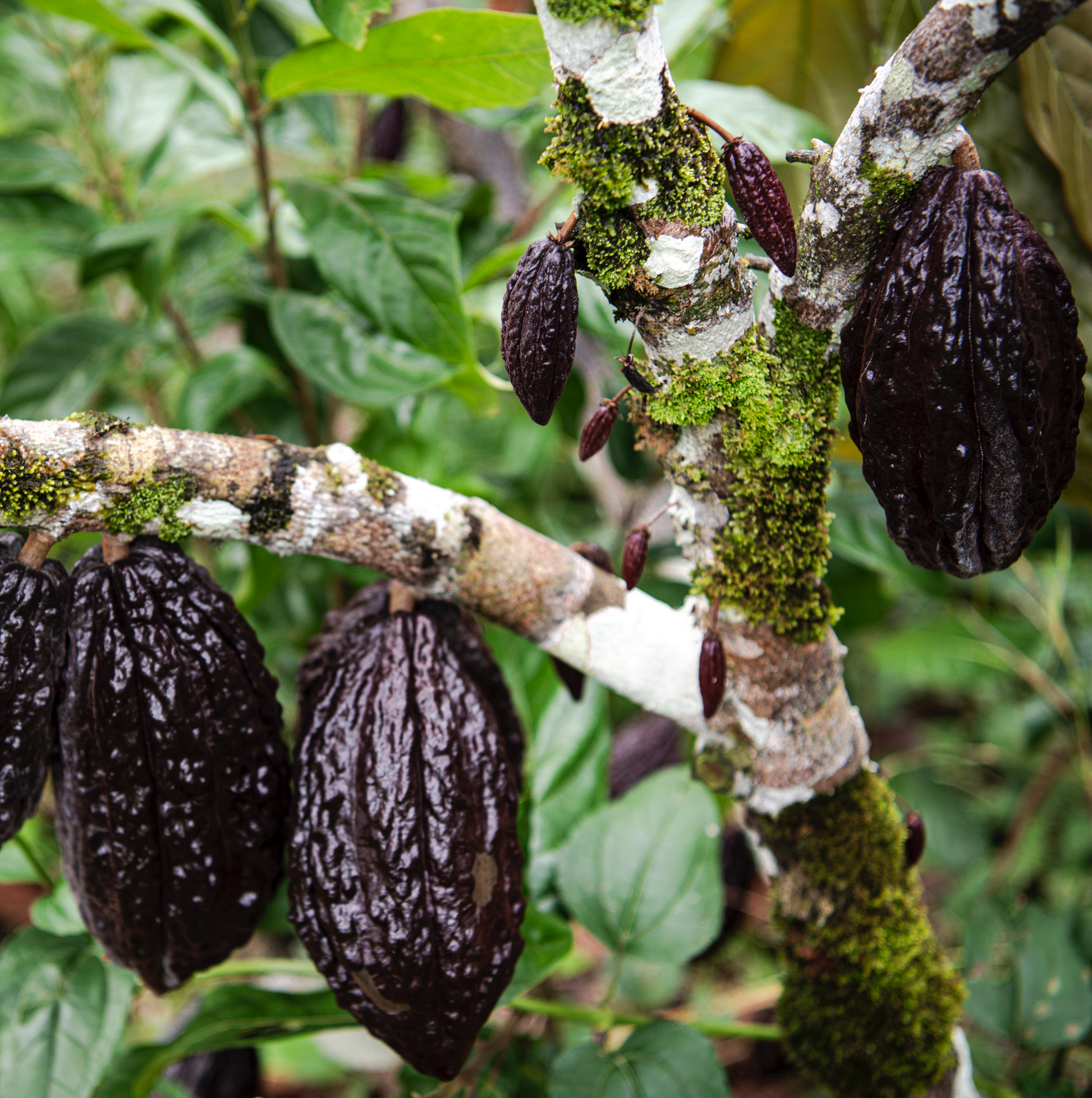 Cacao fruits on a tree branch with green leaves in the background