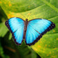 REMEMBRANCE: Amazon Expedition July 22