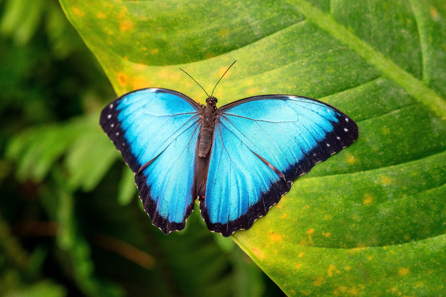 REMEMBRANCE: Amazon Expedition July 22