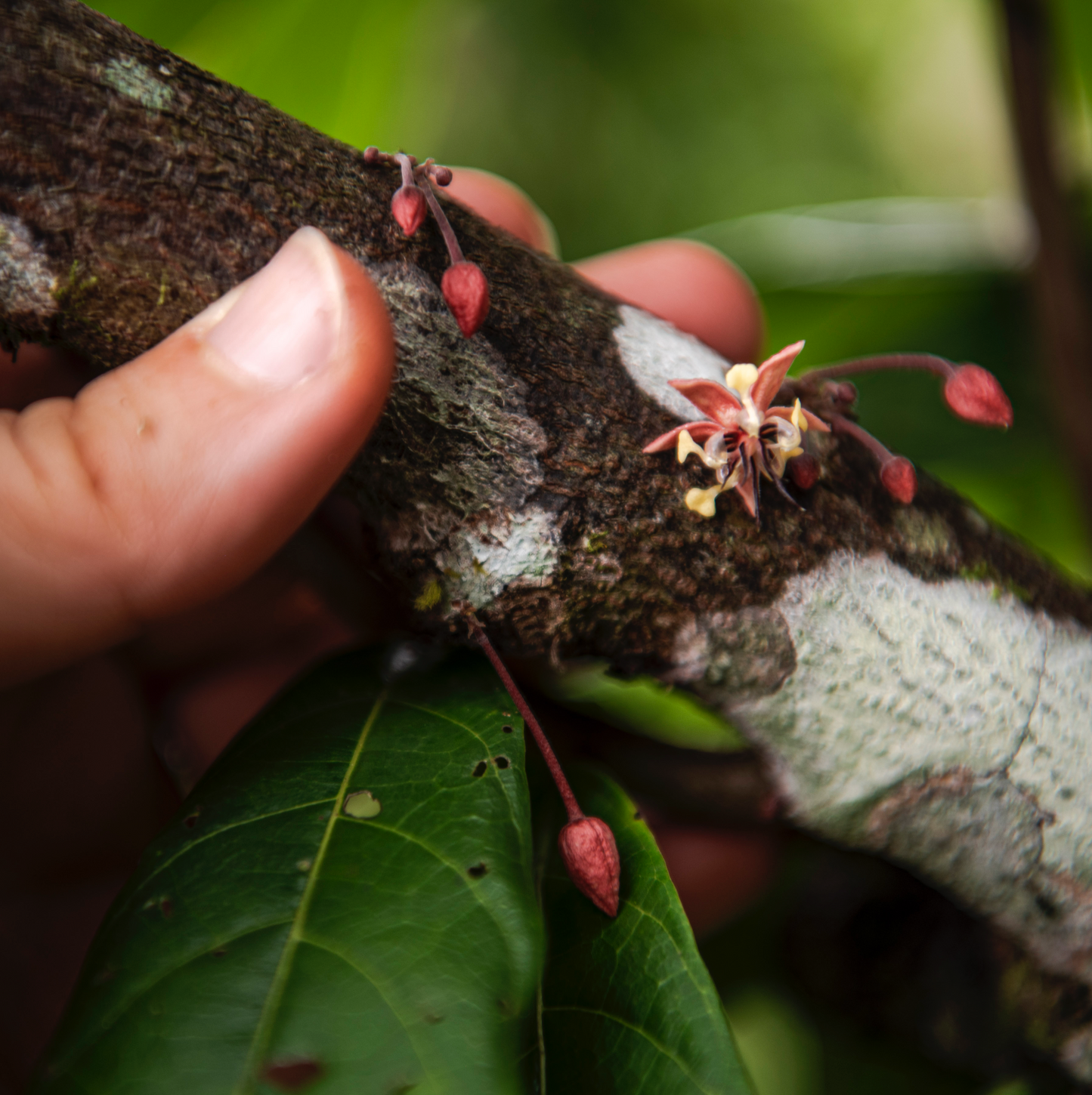 Cacao flower buds on a tree branch with a hand holding it