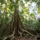 Amazon Rainforest Plant Medicine Retreats JULY 2026