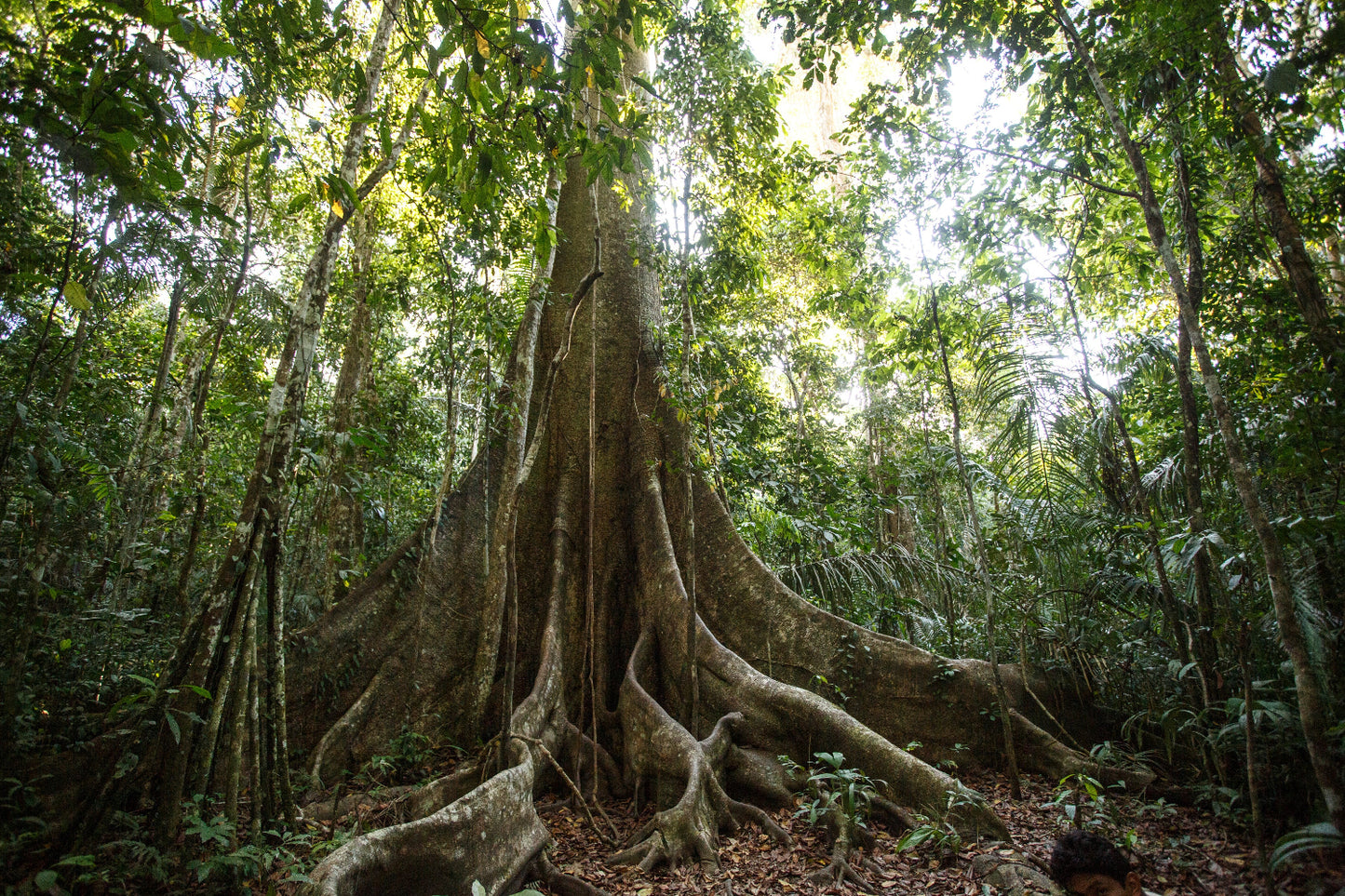Amazon Rainforest Plant Medicine Retreats JULY 2026