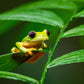 Green frog with red eyes perched on a leaf