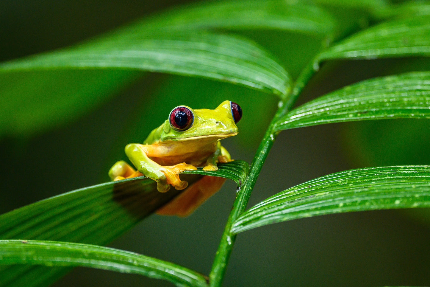 Green frog with red eyes perched on a leaf