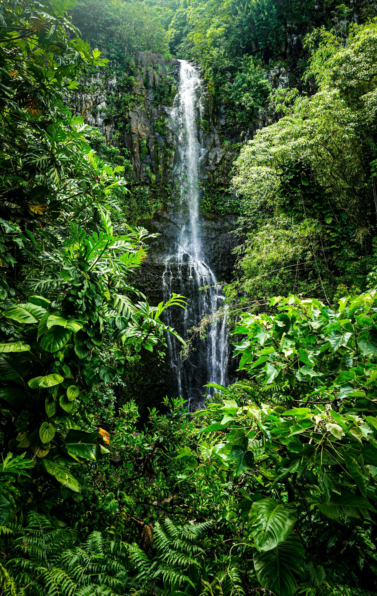 Amazon Rainforest Plant Medicine Retreats JULY 2026